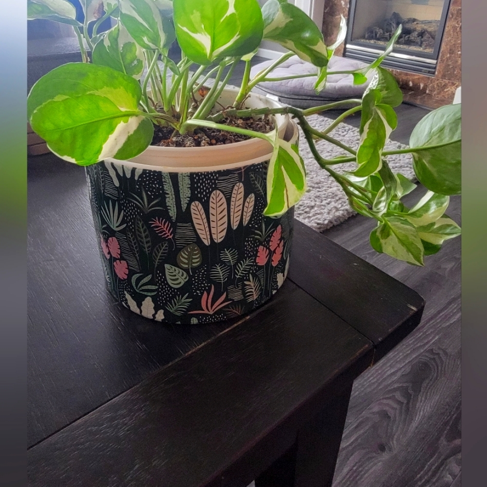 Cactus pot